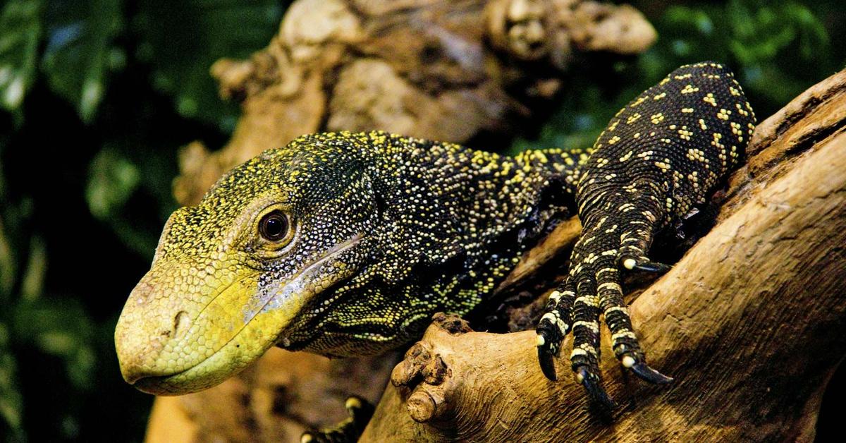 Pictures of Crocodile Monitor