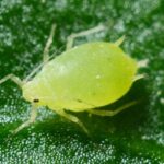 Pictures of Green Aphids