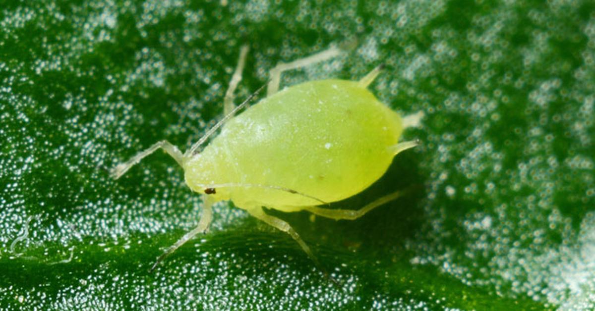 Pictures of Green Aphids