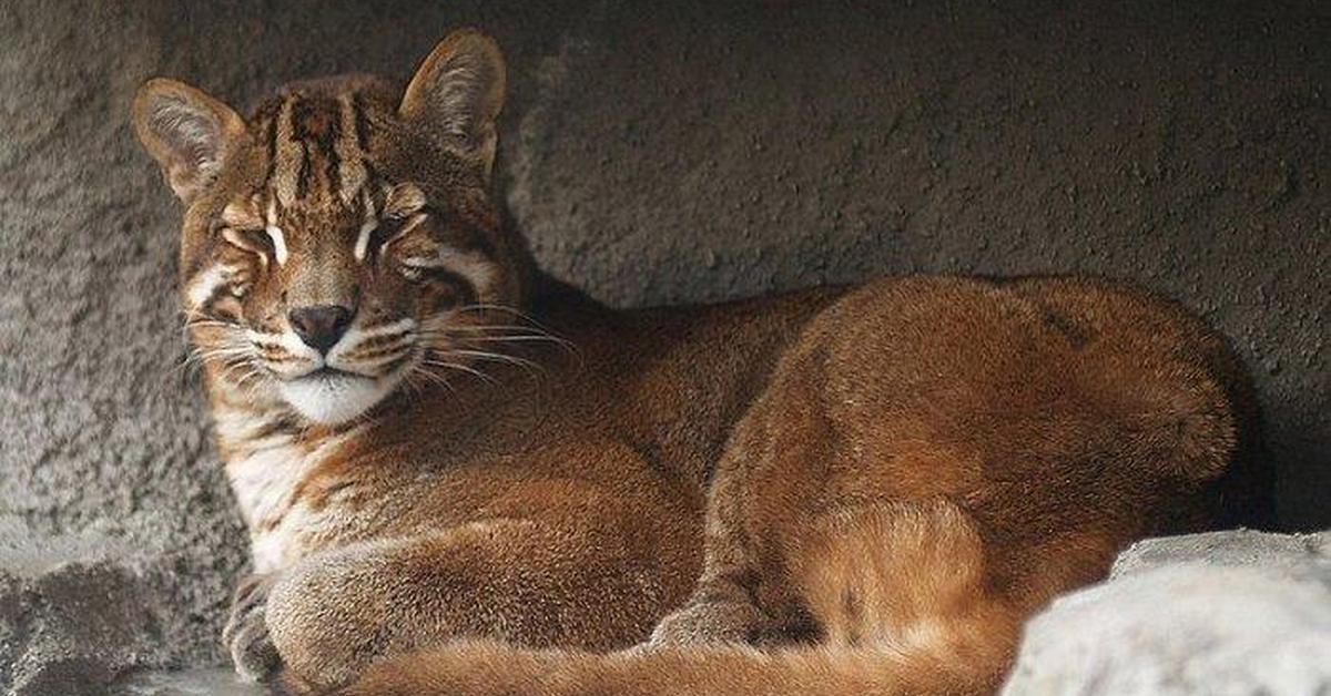 Pictures of African Golden Cat