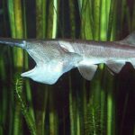 Pictures of American Paddlefish