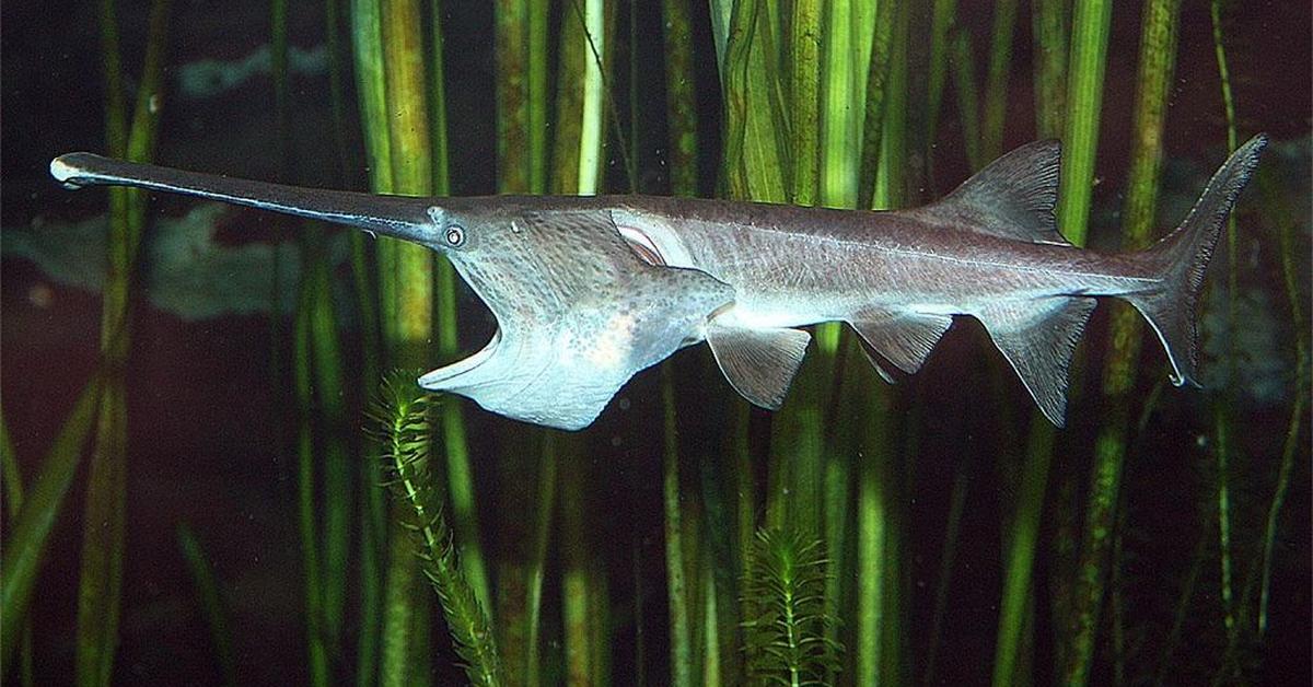 Pictures of American Paddlefish