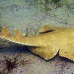 Pictures of Angelshark