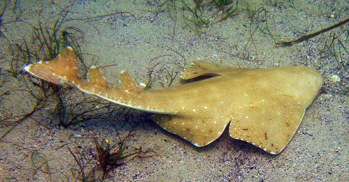 Pictures of Angelshark