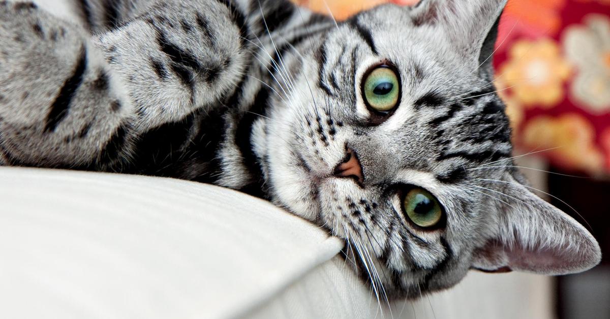 Pictures of American Wirehair