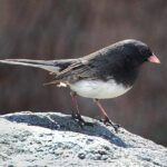 Pictures of Dark-Eyed Junco