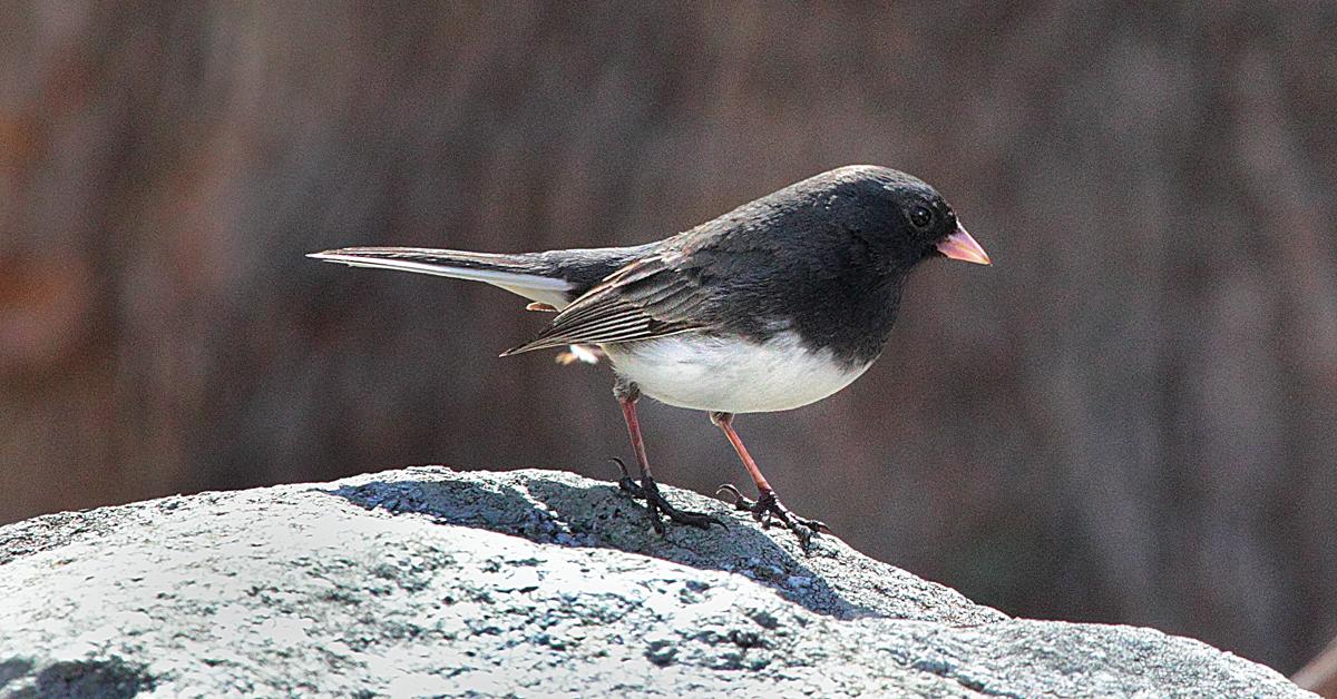 Pictures of Dark-Eyed Junco