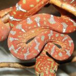 Pictures of Amazon Tree Boa