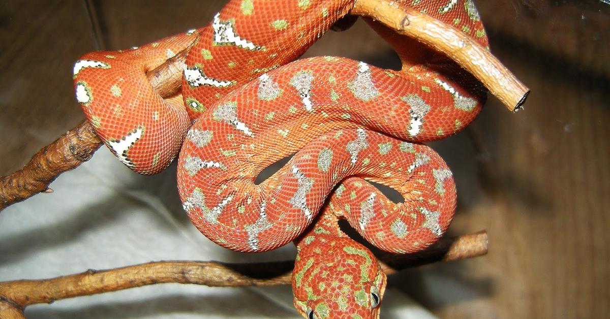 Pictures of Amazon Tree Boa