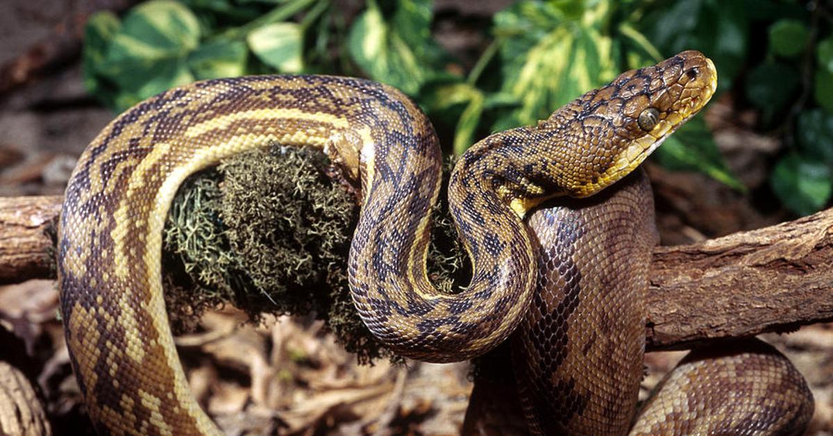 Pictures of Timor Python