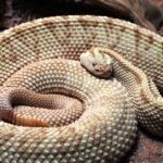 Pictures of Pit Viper