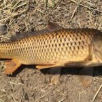 Pictures of Common Carp