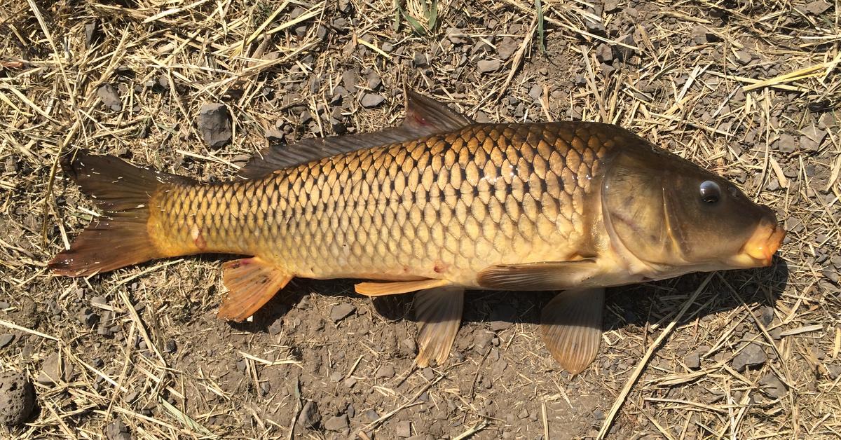 Pictures of Common Carp