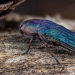 Pictures of Jewel Beetle