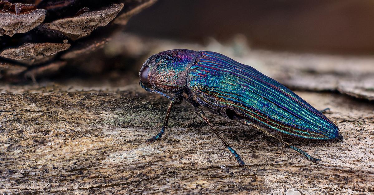 Pictures of Jewel Beetle