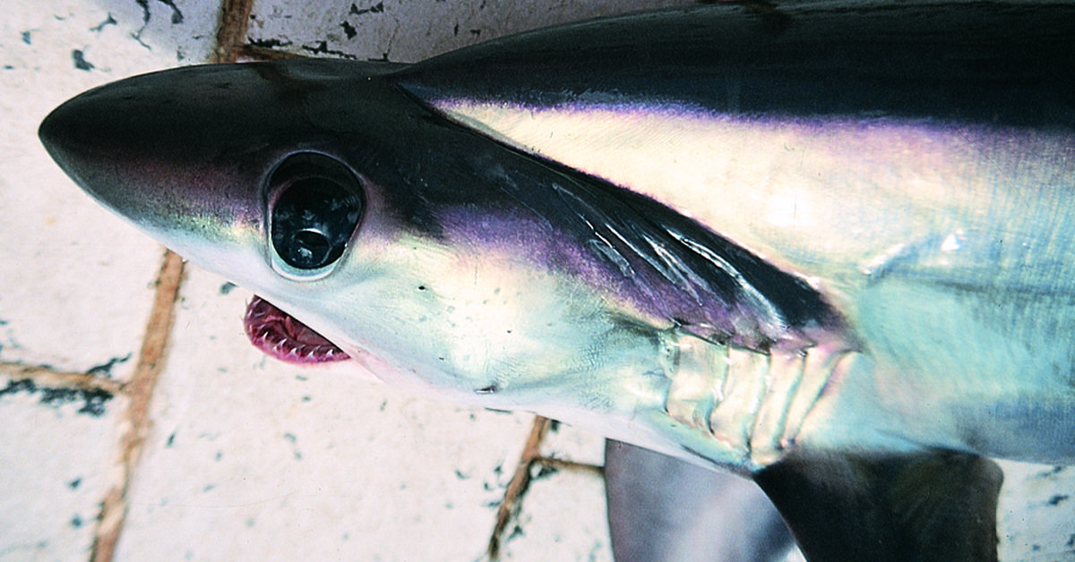 Pictures of Thresher Shark