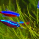 Pictures of Neon Tetra