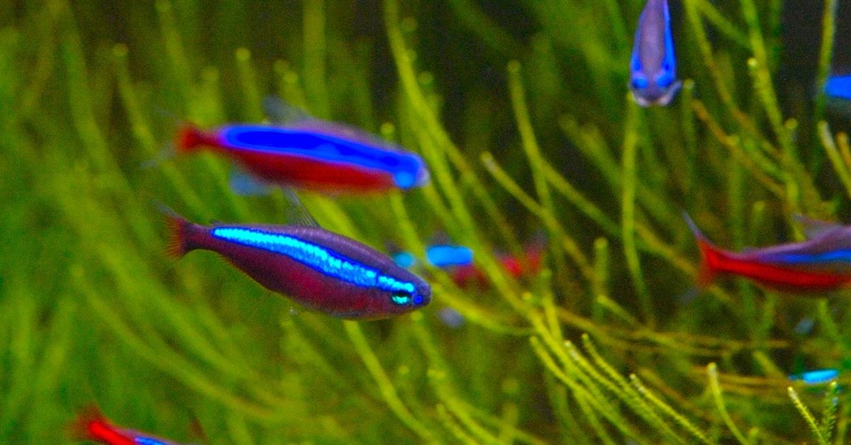 Pictures of Neon Tetra