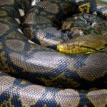 Pictures of Reticulated Python