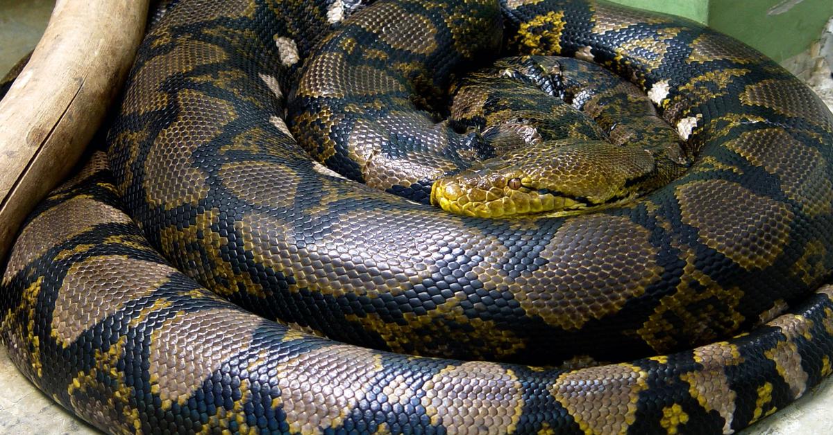 Pictures of Reticulated Python