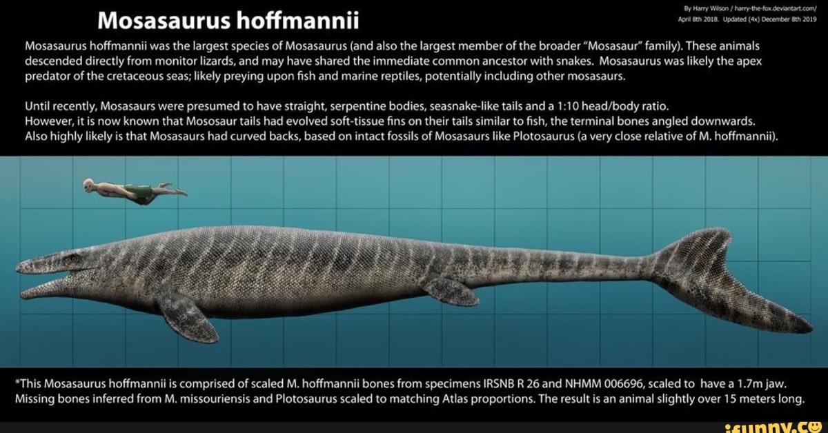 Pictures of Mosasaurus