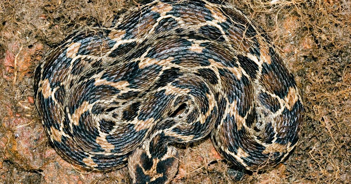 Pictures of Saw-Scaled Viper