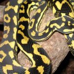 Pictures of Jungle Carpet Python