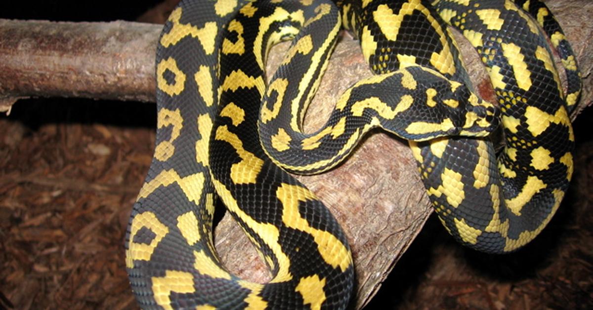 Pictures of Jungle Carpet Python