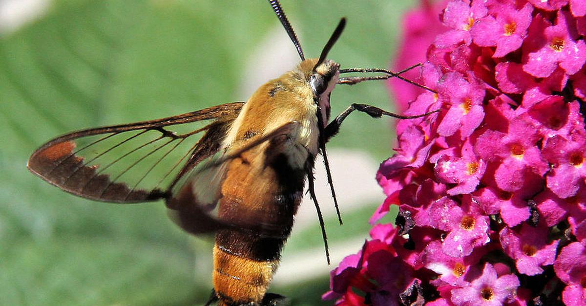 Pictures of Snowberry Clearwing Moth