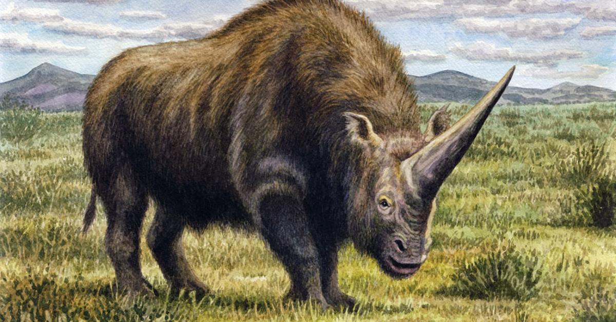 Pictures of Elasmotherium