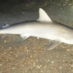 Pictures of Blacknose Shark