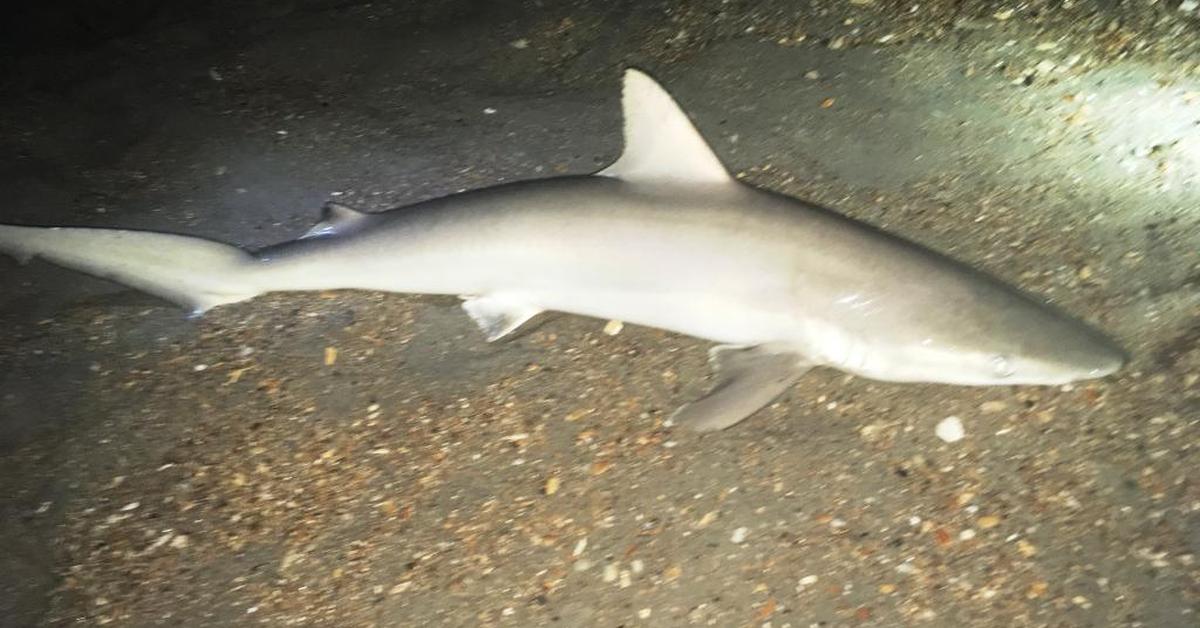 Pictures of Blacknose Shark