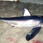 Pictures of Longfin Mako Shark