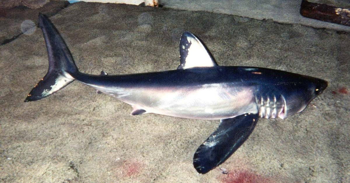 Pictures of Longfin Mako Shark