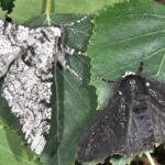 Pictures of Peppered Moth