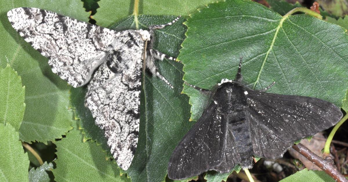 Pictures of Peppered Moth