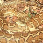 Pictures of Coastal Carpet Python