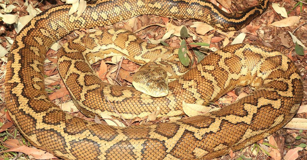 Pictures of Coastal Carpet Python