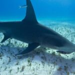 Pictures of Great Hammerhead Shark