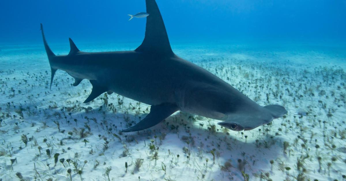 Pictures of Great Hammerhead Shark