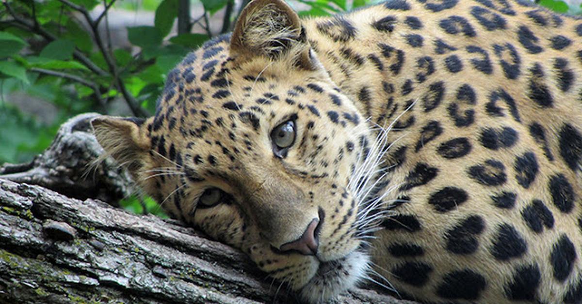 Pictures of Leopard Shark