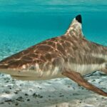 Pictures of Blacktip Reef Shark