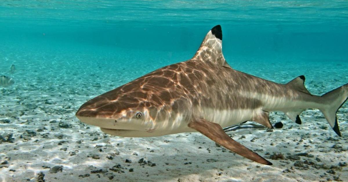 Pictures of Blacktip Reef Shark