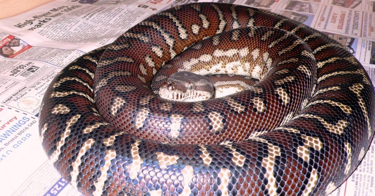 Pictures of Bredls Python