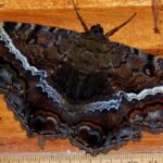 Pictures of Black Witch Moth