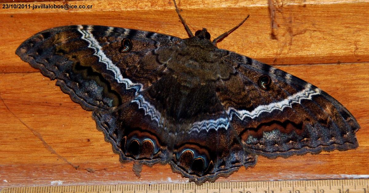 Pictures of Black Witch Moth