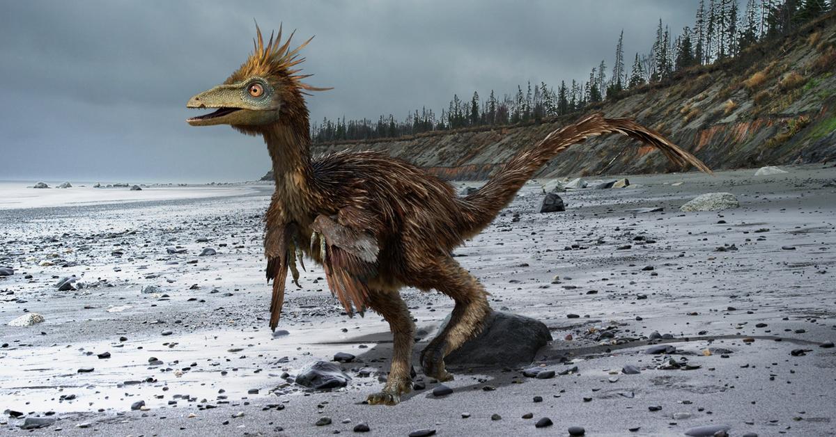 Pictures of Troodon