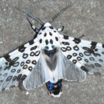 Pictures of Giant Leopard Moth