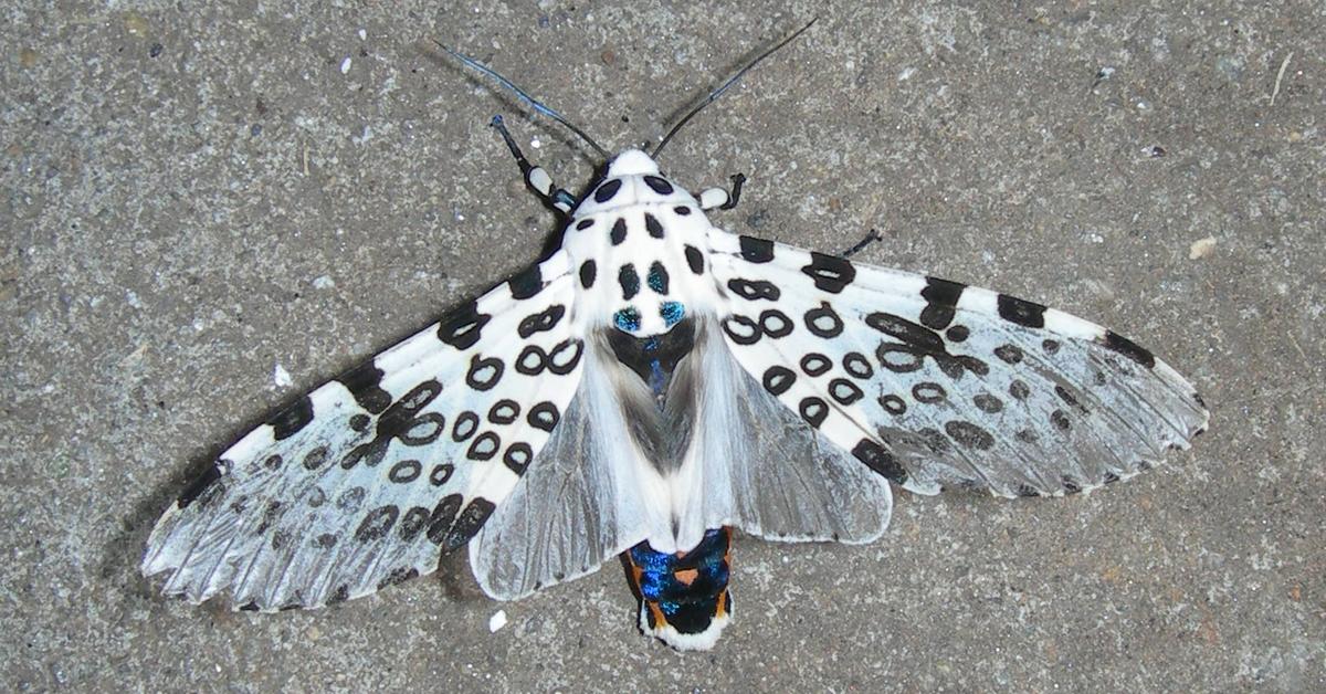 Pictures of Giant Leopard Moth