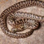 Pictures of Spotted Python